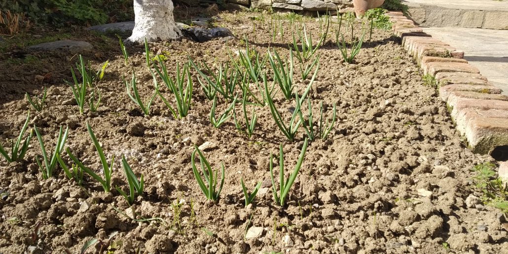 Есенно засаждане на зелен лук, чесън, репички, салатки, спанак…