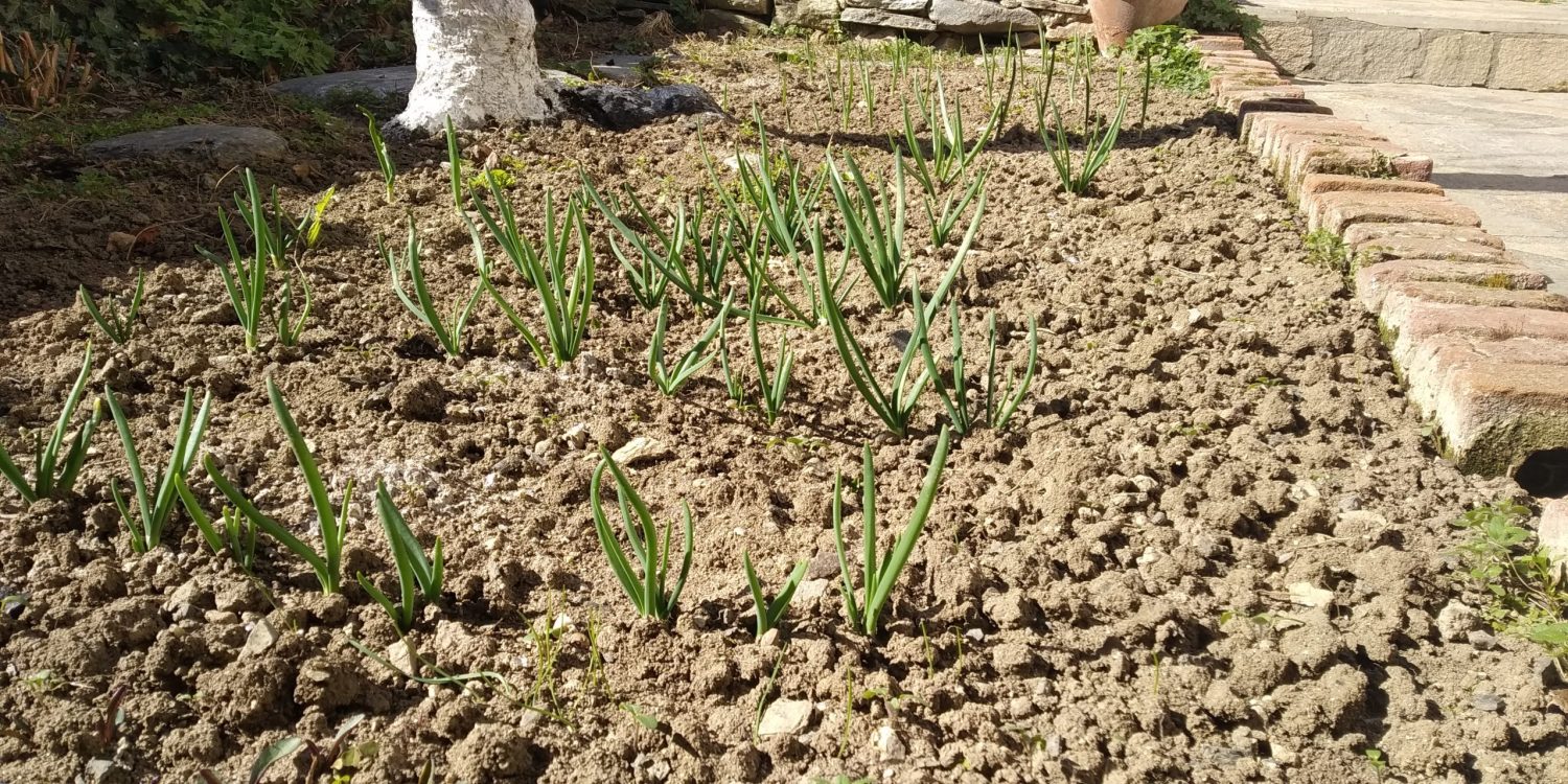 Есенно засаждане на зелен лук, чесън, репички, салатки, спанак…