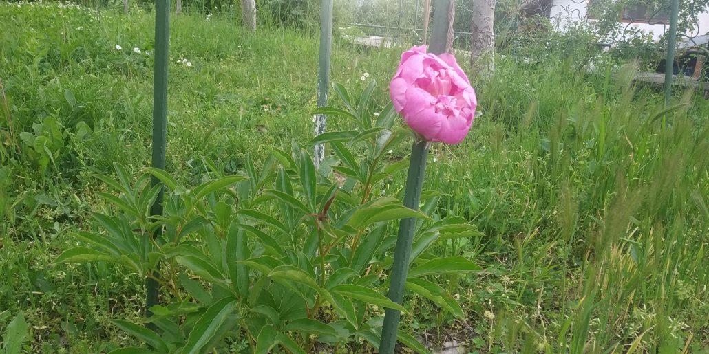Засаждам и отглеждам божури в градината