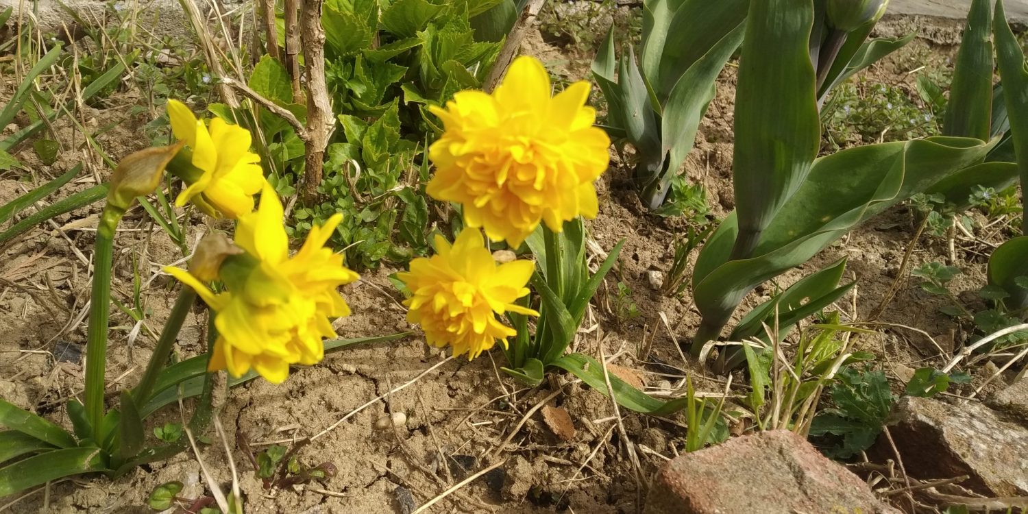 Есенни луковици за цветя на пролет в градината