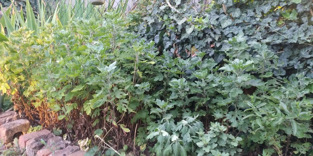 Цветя от пазара – за какво да внимавам