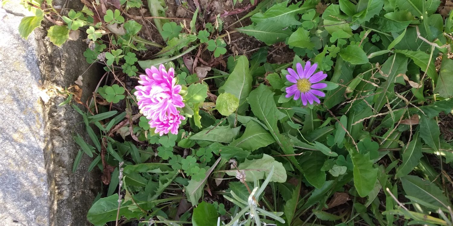 Градински цветя от семе