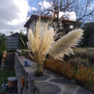 Цвят от Пампаска трева - Image 5