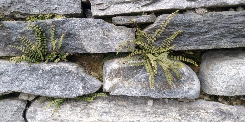 Сенчести места в двора – какво да посадя?