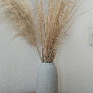 Метлици от Каламагростис Овърдам