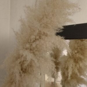 Цвят от Пампаска трева