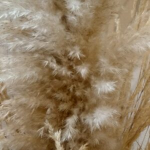 Цвят от Пампаска трева - Image 4