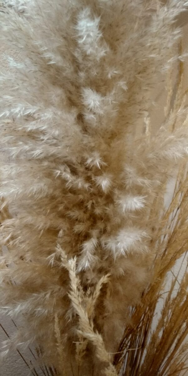 Цвят от Пампаска трева