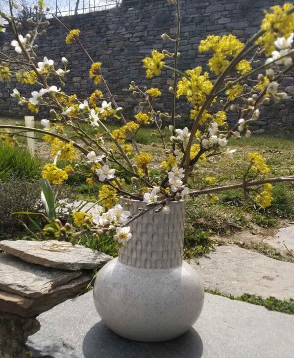 Клонки от цъфнал дрян