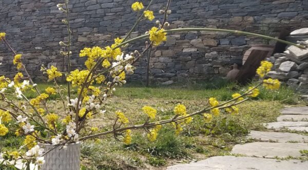 Клонки от цъфнал дрян