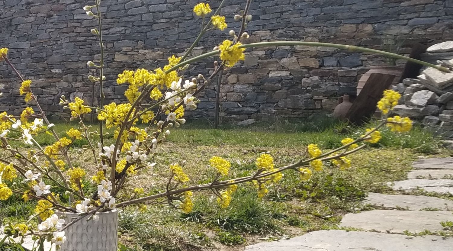 Клонки от цъфнал дрян - Image 2