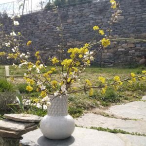 Клонки от цъфнал дрян