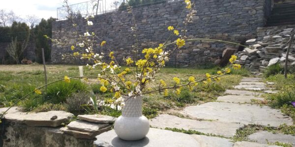 Клонки от цъфнал дрян